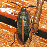Comb-clawed Darkling Beetle species 2